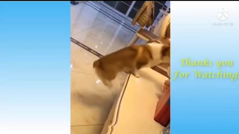 Funny cute cat vs dog dancing compared