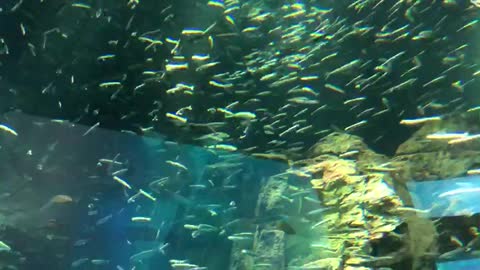 in osaka in japan beautiful aquarium