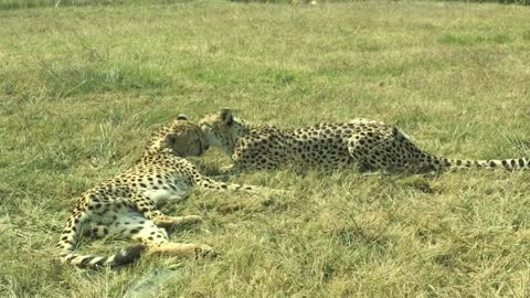 A pair of cheetah