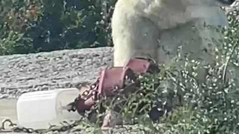 Polar bear is eating