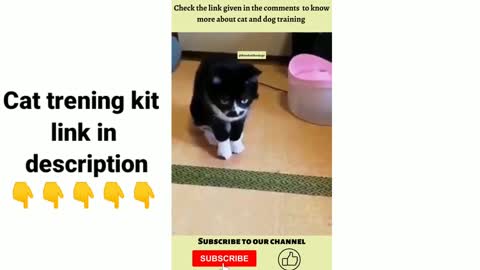 Cat trening kit funny cat trening video funny cat trening kit link in Description