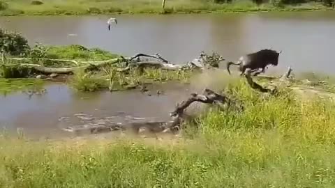 Buffalo escapes from a predatory crocodile