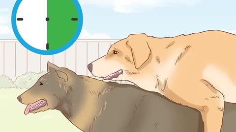 Deal with Common Mating Problems in Dogs