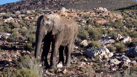 Elephants and antelopes are good friends, they forage together