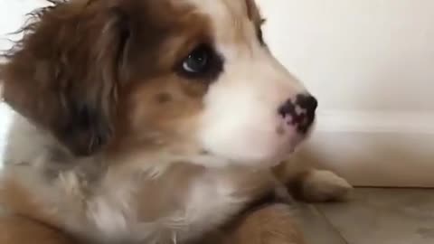 Cute Puppy Reacts to noise