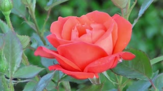Blooming Of A Beautiful Pink Rose Flower