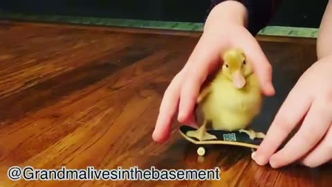 Baby duck on skateboard