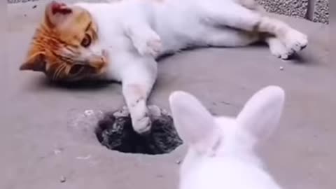 Cats are so funny / viral cat video/ cats lover/ Cats beauty/ cats lovers