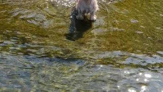 A Cute Puppy Jumpin in the Waves