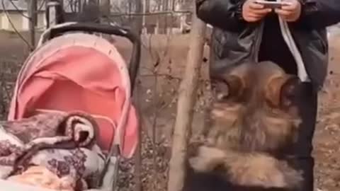 🐕baby dog2021🐶cute dogs🐕 funny dog,#cutedog1#short