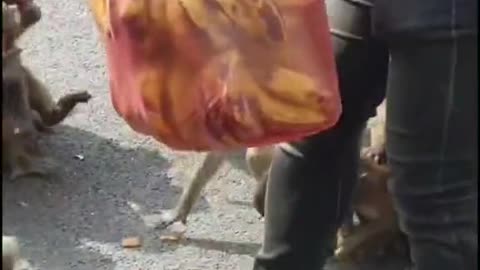 Feeding wild monkey in group