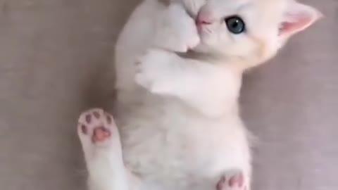Little Cute and Funny Cat Video Compilation