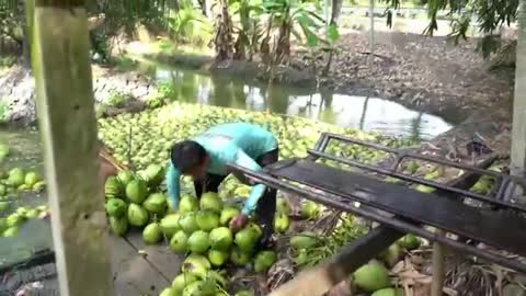 Best Hybrid Coconut Farm and Factory in the World - Agriculture Technology