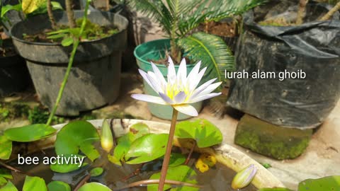 bee activity on lotus flower