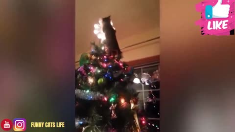 this kitty does not like christmas