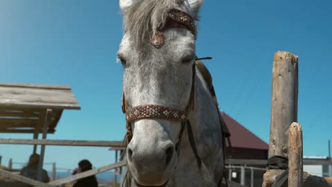 Slow Motion Gray horse sleeping while standing