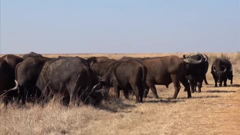 Cape Buffalo and American Bison