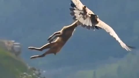 Eagle Flying With a Deer