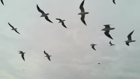 Seagulls flying in the sky, ocean birds are flying