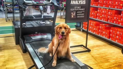 Wow! Check Out 2-Year Old Golden Retriever, Caesar! Golden Retriever Dog Training in Virginia