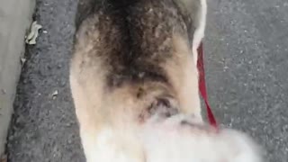 Fat Pregnant husky Walks On Streets