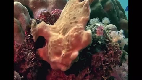 The ELUSIVE FROGFISH