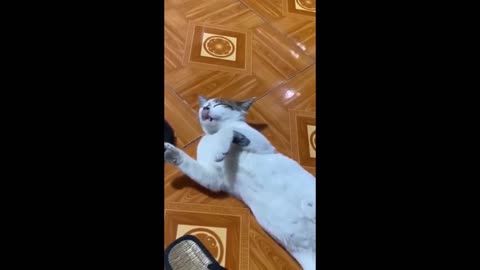 Funny cat