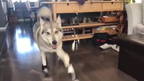 Husky Humorously Adjusts To Her New Snow Booties