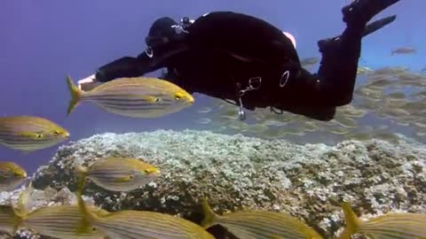 Diving scuba diving underwater fish sea sea