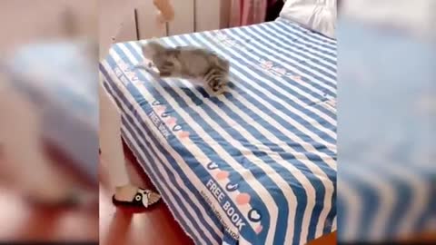 Baby Cats - Cute and Funny Cat Videos Compilation# | Aww Animals