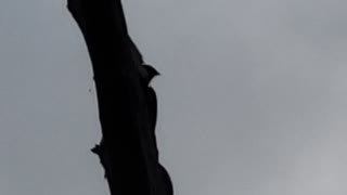 Pileated Woodpecker digging into dead tree