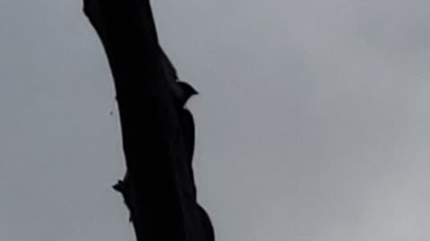 Pileated Woodpecker digging into dead tree