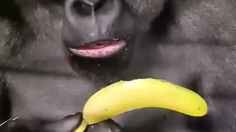 How do you eat a banana #gorilla #asmr #mukbang #eating