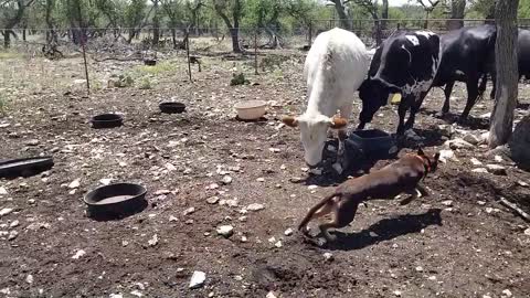 Zap Helping With Cattle