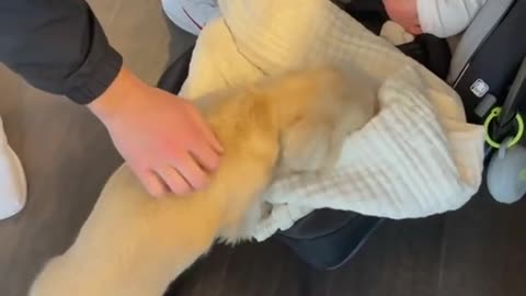 Little puppy Golden Retriever plays with baby - so cute