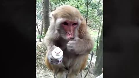 FUNNY MONKEY VIDEOS