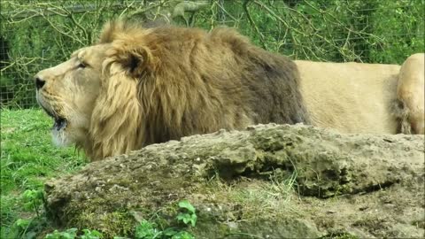 Lions Roaring Compilation