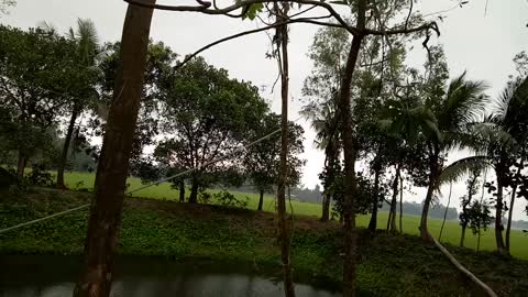 Tree cutting on pond