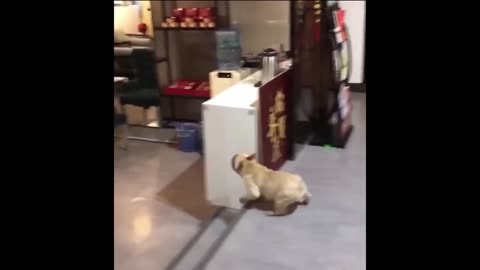 funny dog ​​playing with balloon