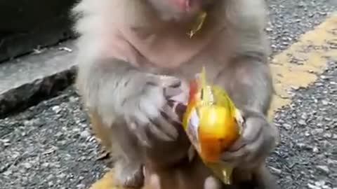 Cute Baby Monkey !