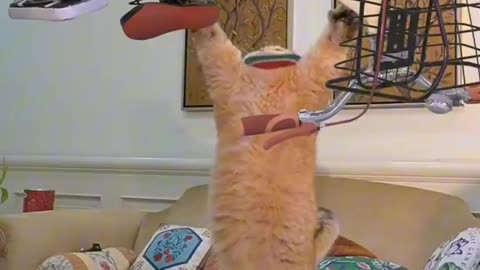 The cat was surprised to see the orange cat acting strangely like a human - Funny Animal Videos