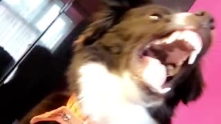 Dog tries to eat dryer
