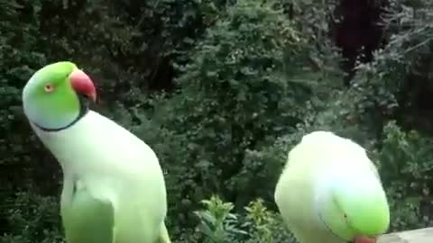 Two parrots talking