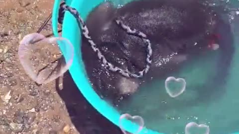 Watch this monkey swimming in a plastic pool