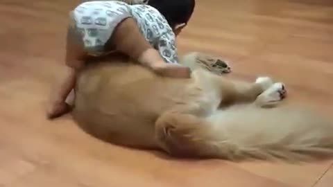 Dog vs baby fight