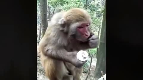 funny monkey video 9