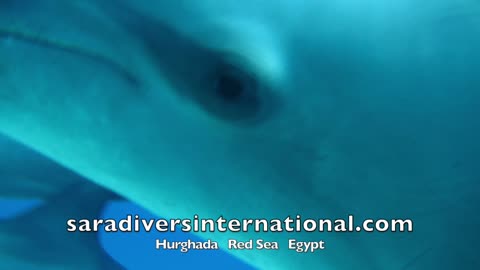 Diving with dolphin at Hurghada Red Sea