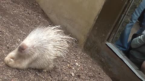 Albino porcupine "Blondie"