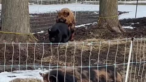 Watch Our Pigs "Get it On" this Morning! #KuneKune #Homesteading #FamilyFarm