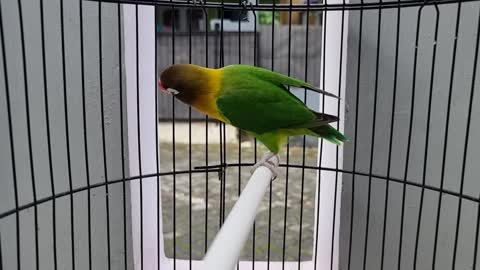 Parrot Singing in Cage